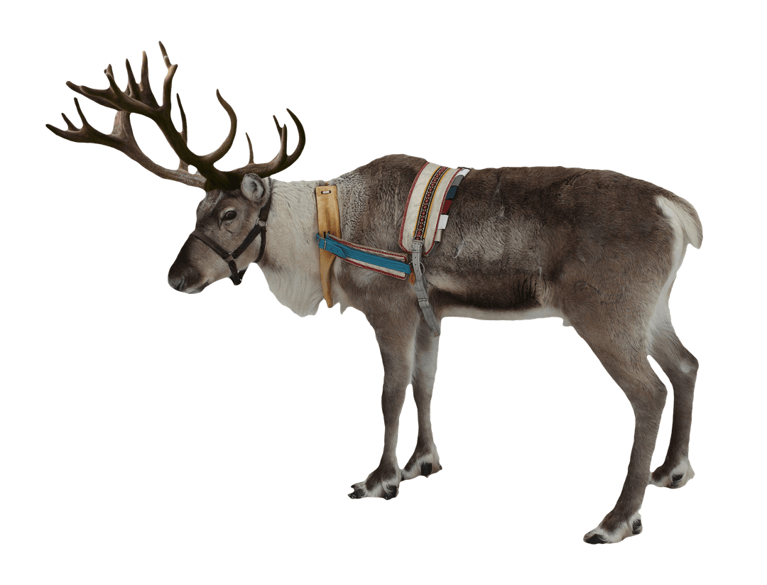 Reindeer